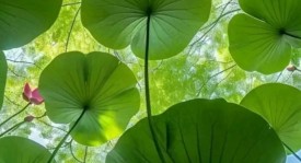前朝旧臣看起来是一个都不留，曼联要全力支持阿莫林到什么时候？